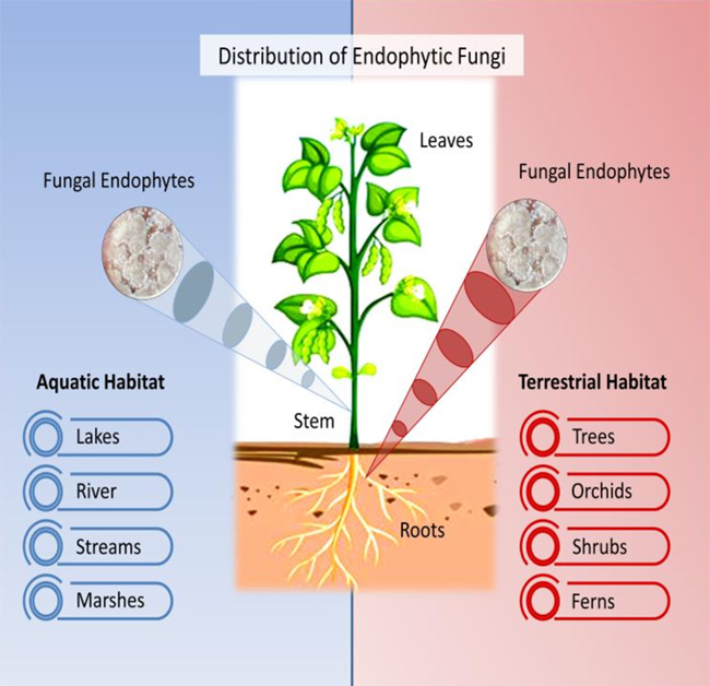 Graphical Abstract